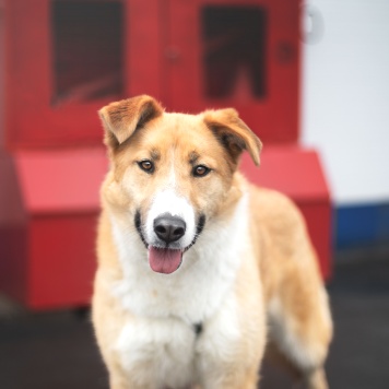 Собаки в добрые руки - Пудра - 3