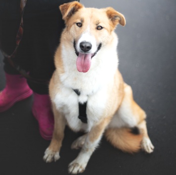 Собаки в добрые руки - Пудра - 4