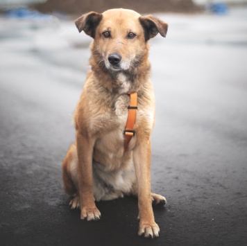 Собаки в добрые руки - Дынька