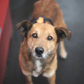 Собаки в добрые руки - Дынька - 1