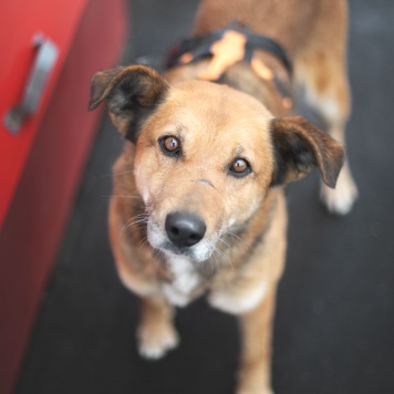 Собаки в добрые руки - Дынька - 2