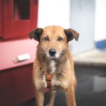 Собаки в добрые руки - Дынька - 3