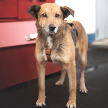 Собаки в добрые руки - Дынька - 4