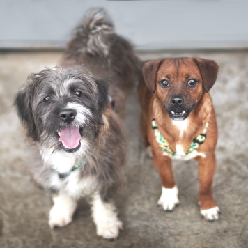 Собаки в добрые руки - Арбузик и Бургер