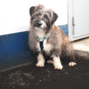 Собаки в добрые руки - Арбузик и Бургер - 1