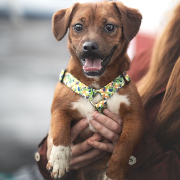 Собаки в добрые руки - Арбузик и Бургер - 2