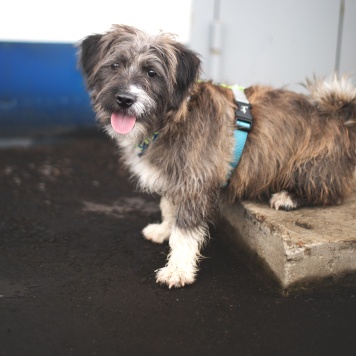 Собаки в добрые руки - Арбузик и Бургер - 3