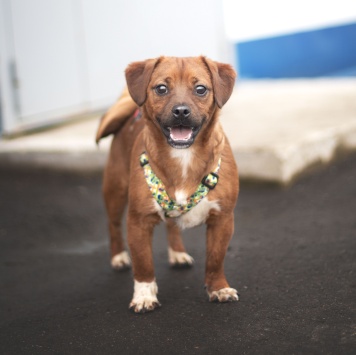 Собаки в добрые руки - Арбузик и Бургер - 4