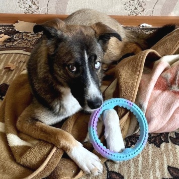 Собаки в добрые руки - Уна