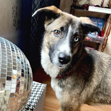 Собаки в добрые руки - Уна - 1