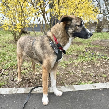 Собаки в добрые руки - Уна - 2