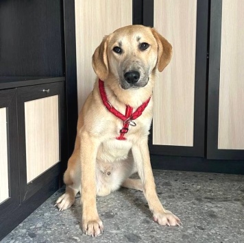 Бруно - Собаки в добрые руки