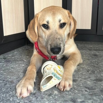 Собаки в добрые руки - Бруно - 1