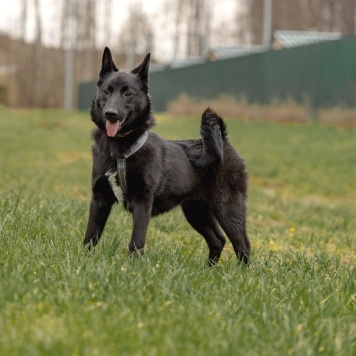 Мята - Собаки в добрые руки
