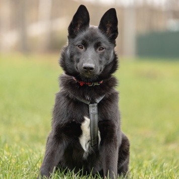 Собаки в добрые руки - Мята - 1