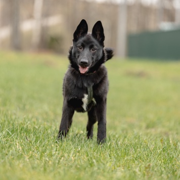 Собаки в добрые руки - Мята - 3