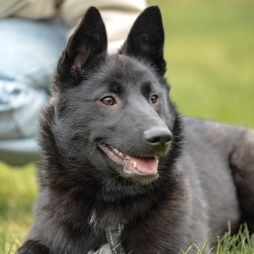 Собаки в добрые руки - Мята - 4