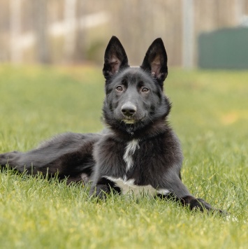 Собаки в добрые руки - Лавруша