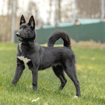 Собаки в добрые руки - Лавруша - 1