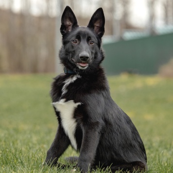 Собаки в добрые руки - Лавруша - 2