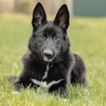 Собаки в добрые руки - Лавруша - 4