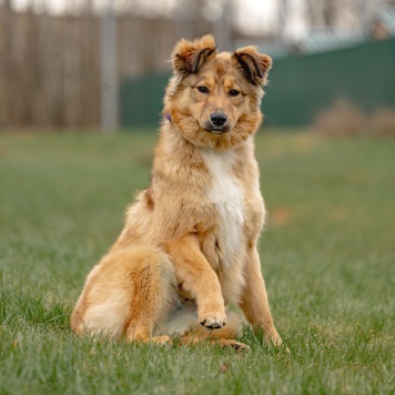 Собаки в добрые руки - Оливка