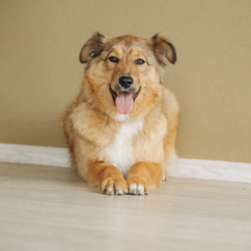 Собаки в добрые руки - Оливка - 2