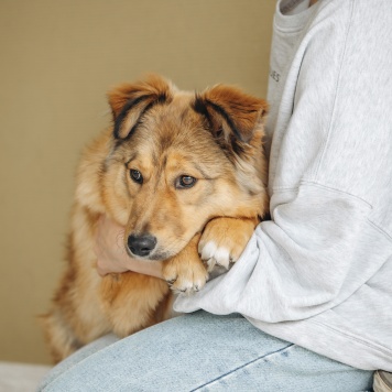 Собаки в добрые руки - Оливка - 3