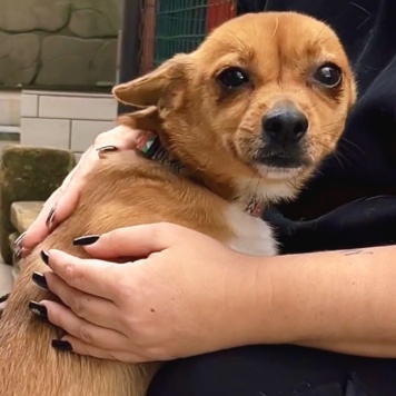 Собаки в добрые руки - Тимоша