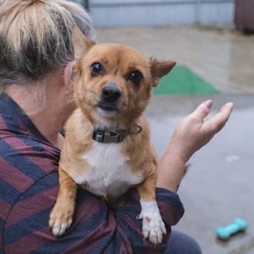 Собаки в добрые руки - Тимоша - 1