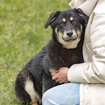 Собаки в добрые руки - Эйва