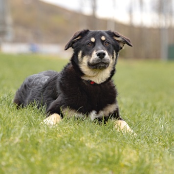 Собаки в добрые руки - Эйва - 1
