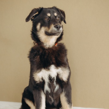 Собаки в добрые руки - Эйва - 2