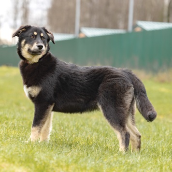 Собаки в добрые руки - Эйва - 3