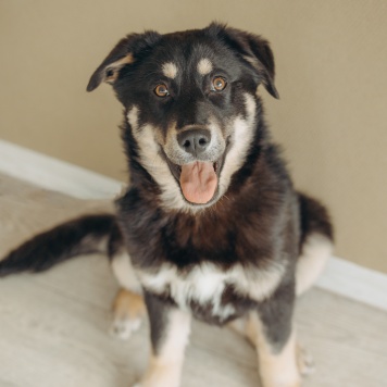 Собаки в добрые руки - Эйва - 4