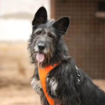 Собаки в добрые руки - Шанталь