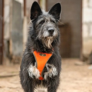 Собаки в добрые руки - Шанталь - 1