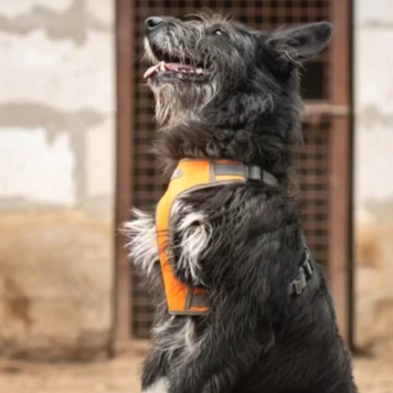 Собаки в добрые руки - Шанталь - 2