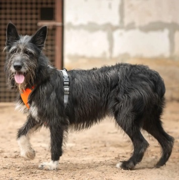 Собаки в добрые руки - Шанталь - 3