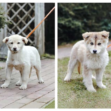 Собаки в добрые руки - Амур и Умка