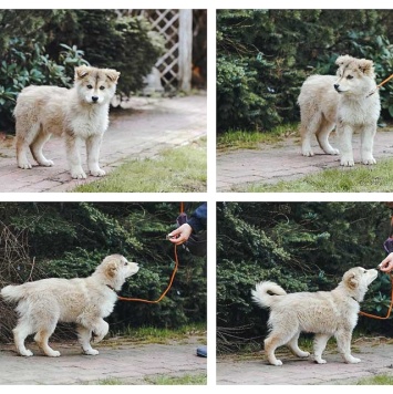 Собаки в добрые руки - Амур и Умка - 1