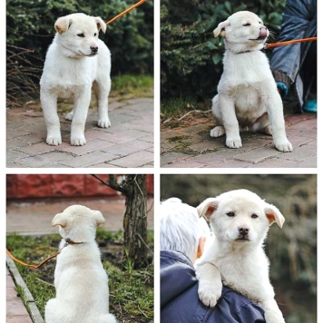 Собаки в добрые руки - Амур и Умка - 2