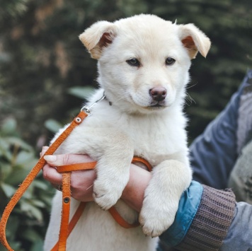 Собаки в добрые руки - Амур и Умка - 3