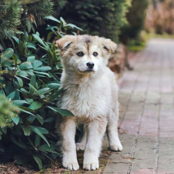 Собаки в добрые руки - Амур и Умка - 4