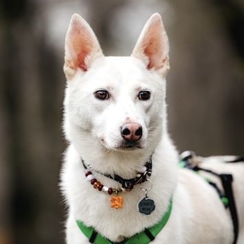 Собаки в добрые руки - Уля