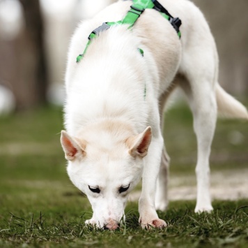 Собаки в добрые руки - Уля - 1