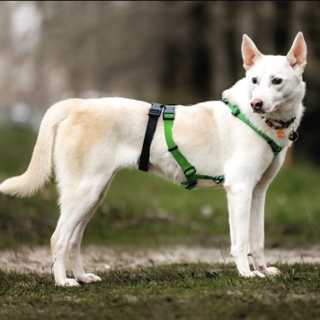 Собаки в добрые руки - Уля - 2