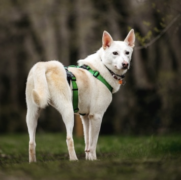 Собаки в добрые руки - Уля - 3