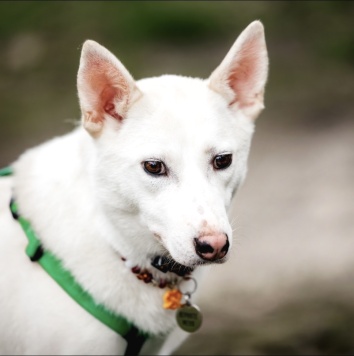 Собаки в добрые руки - Уля - 4