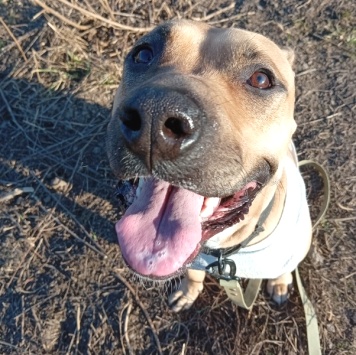 Собаки в добрые руки - Куки - 1